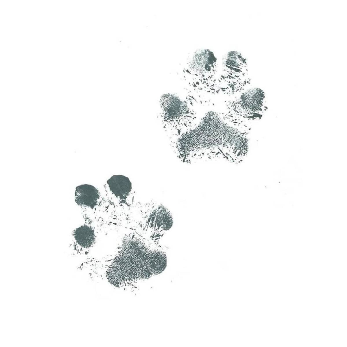 Baby Ink Inkless Print Kit - Pet