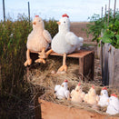 Nana Huchy Harriet the Hen Rattle - Honey