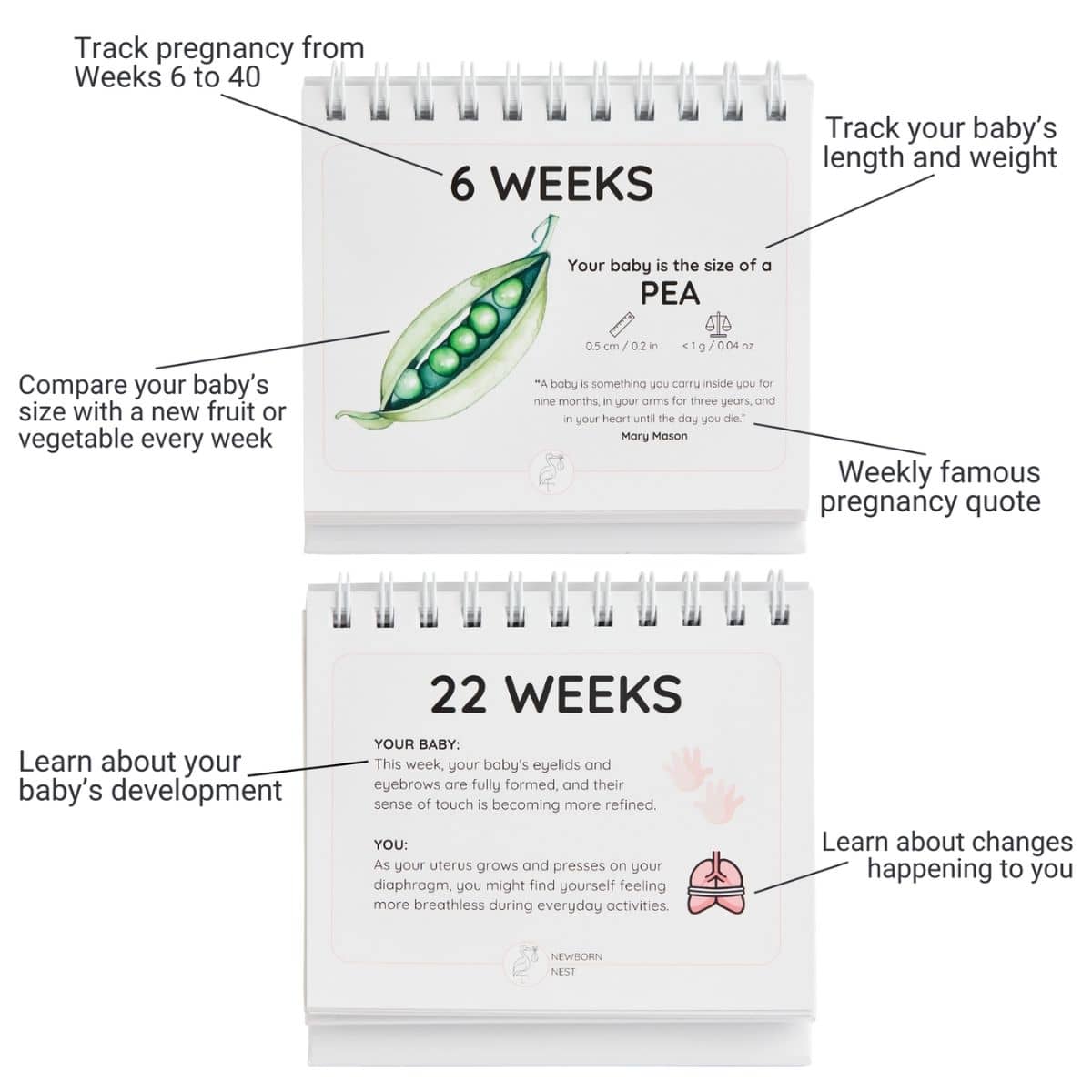 Newborn Nest The Growing Miracle Pregnancy Calendar